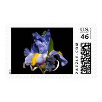 Blue Dutch Iris Postage Stamp