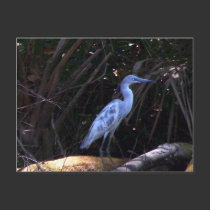 Blue Egret postcards