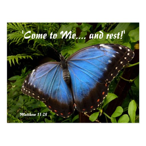 Blue exotic butterfly postcard