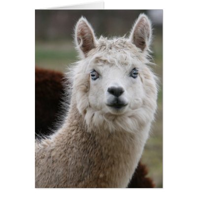 Blue-Eyed Alpaca Card by snaphappysara