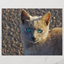 Blue Eyed cat Flyers