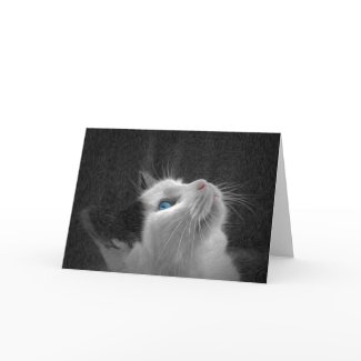 Blue Eyed Cat Photo Card