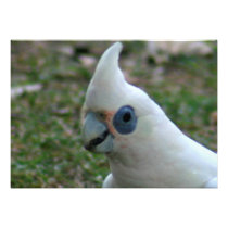 Blue Eyed Cockatoo Personalized Invitations