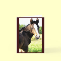 Blue-eyed Colt Notecards
