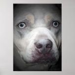 Blue Eyed Dog Poster