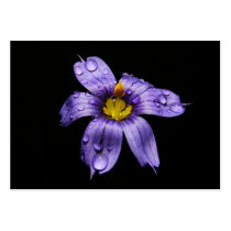Blue Eyed Grass ~ ATC business cards by Andy2302 Blue Eyed Grass ~ ATC business cards
