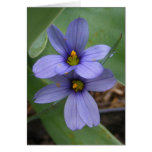 Blue Eyed Grass ~ card