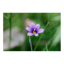 Blue Eyed Grass posters by VermontCardCompany Blue Eyed Grass posters