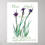 Blue-eyed Grass Poster