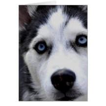 Blue Eyed Husky  Greeting Cards
