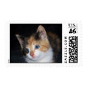 Blue Eyed Kitten postage