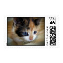Blue Eyed Kitten postage