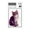 Blue Eyed Kitten Stamp