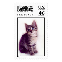 Blue Eyed Kitten Stamp
