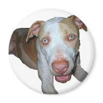 Blue eyed pitbull magnet