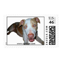blue eyed pitbull stamp