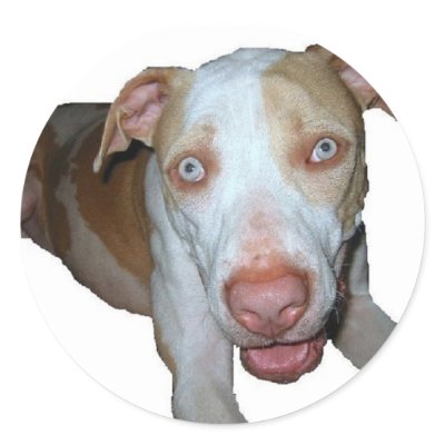blue eyed pitbull sticker by rescueadog