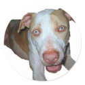 blue eyed pitbull sticker by rescueadog blue eyed pitbull sticker