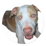 blue eyed pitbull sticker