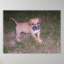 Blue-Eyed Puppy Poster