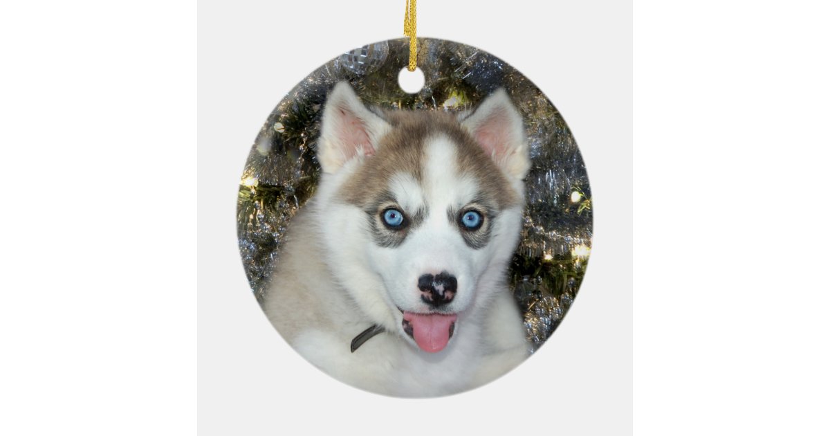 blue eyed siberian husky christmas ceramic ornament zazzle blue eyed siberian husky christmas ceramic ornament zazzle