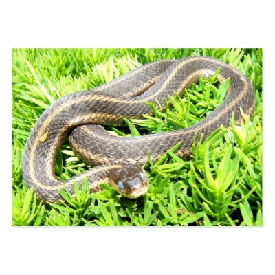 Blue Eyed Snake ~ ATC Business Card Template by Andy2302