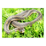 Blue Eyed Snake ~ ATC Business Card Template