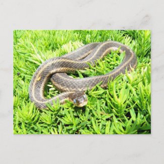 Blue eyed snake ~ postcard postcard