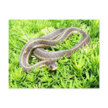 Blue eyed snake ~ postcard by Andy2302 Blue eyed snake ~ postcard