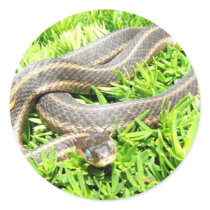Blue Eyed Snake ~ sticker by Andy2302 Blue Eyed Snake ~ sticker