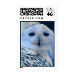 Blue Eyed Snow Owl Stamps