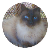 Blue Eyes Kitty Collection stickers by KELLBELL535 Blue Eyes Kitty Collection stickers