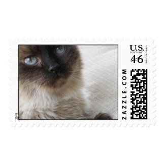 Blue Eye's Kitty stamp