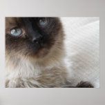 Blue Eyes Kitty Poster