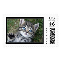 Blue Eyes Stamp