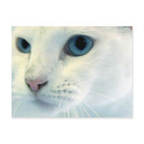 Blue Eyes Postcards