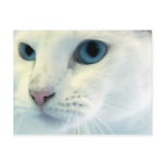 Blue Eyes postcards