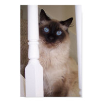 Blue Eyes posters