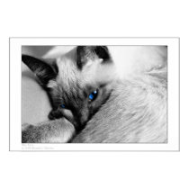 Blue Eyes posters