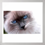 blue eyes print