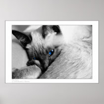 Blue Eyes Posters