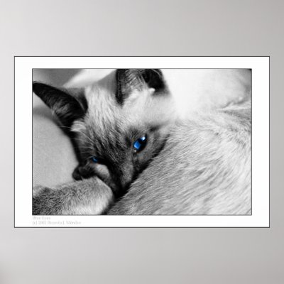 Blue Eyes Posters by rmendez