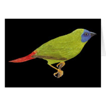Blue-faced Parrot Finch - Erythrura trichroa cards