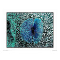Blue feather posters