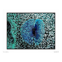 Blue feather posters by ceberhardt Blue feather posters