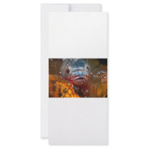 blue fish rack cards