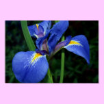 Blue Flag Beauty posters