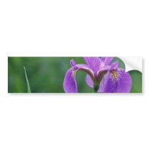 Blue flag iris, Canada flowers Bumper Sticker