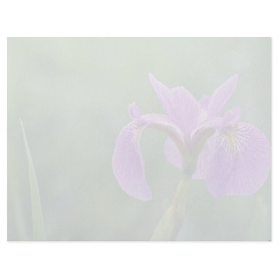 Blue flag iris, Canada flowers Letterhead Design by blueyellowtube