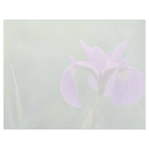 Blue flag iris, Canada flowers Letterhead Design